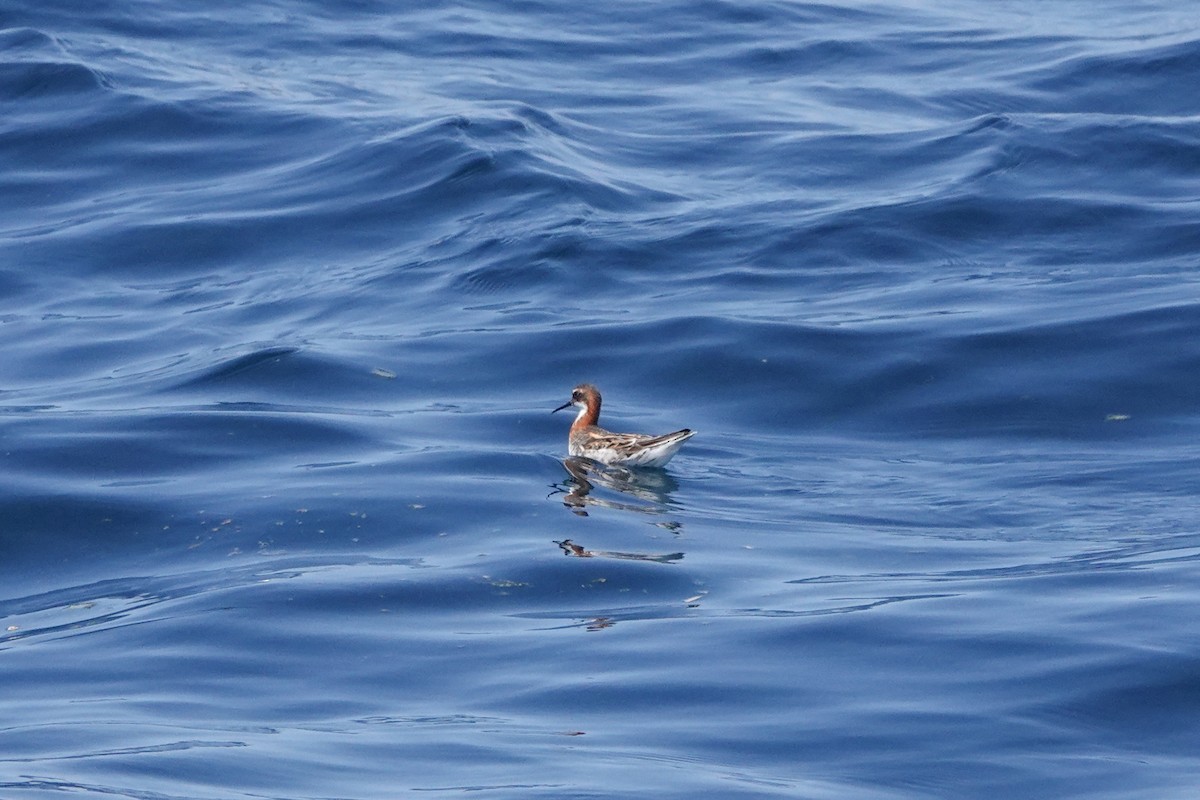 Red-necked Phalarope - ML620518853