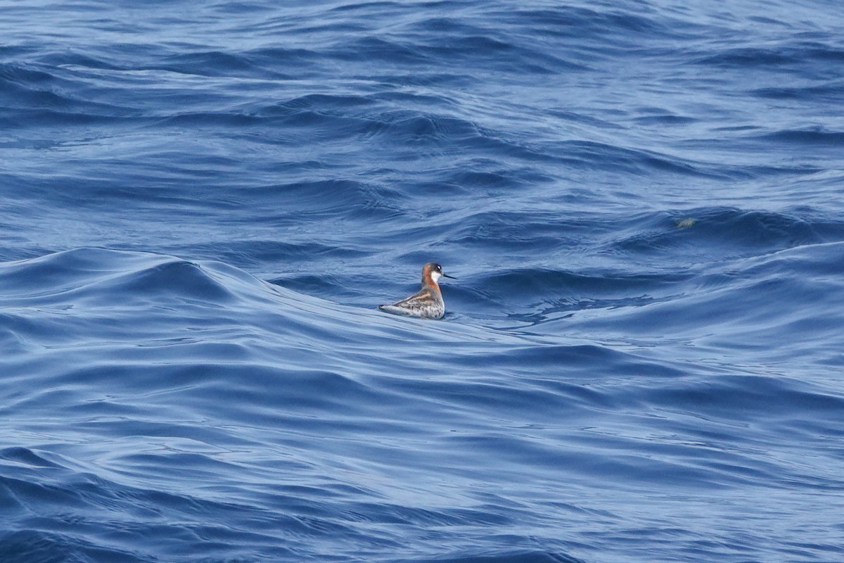 Red-necked Phalarope - ML620518854