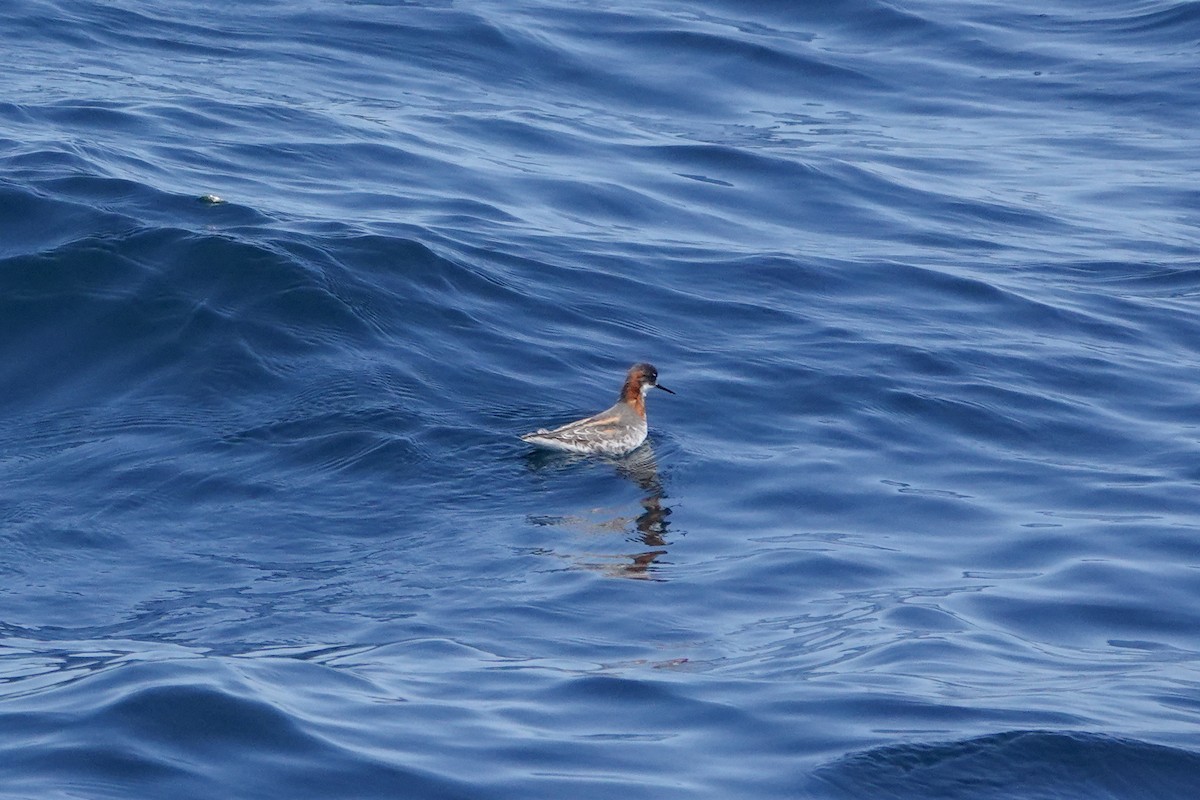 Red-necked Phalarope - ML620518855