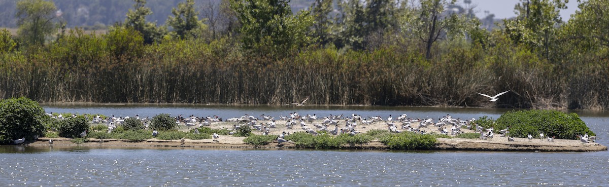 Caspian Tern - ML620518860