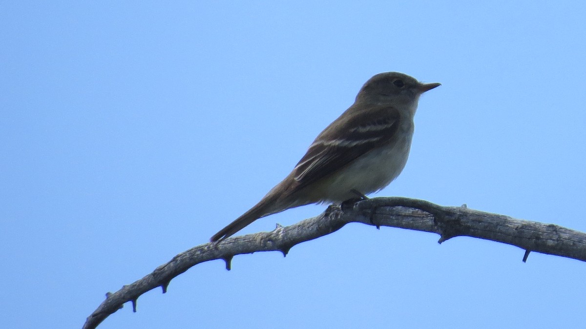 Alder Flycatcher - ML620518862