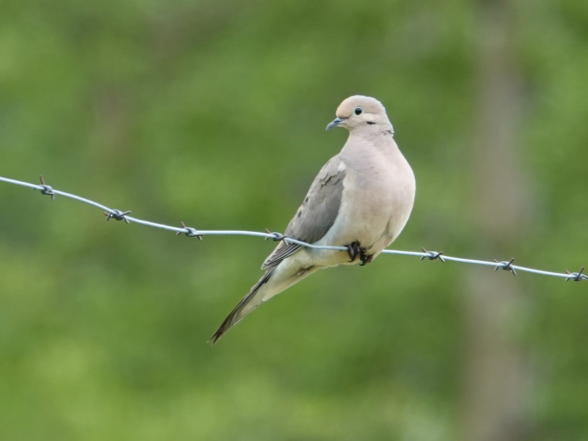 Mourning Dove - ML620518863