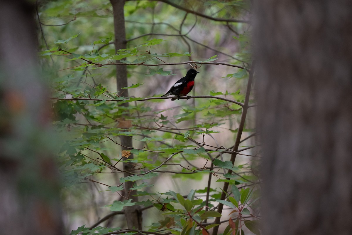 Painted Redstart - ML620518864