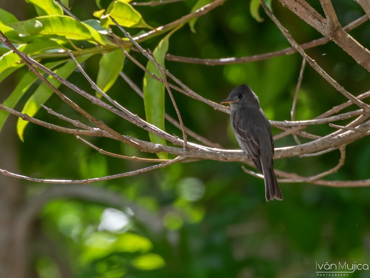 Dark Pewee - ML620518865