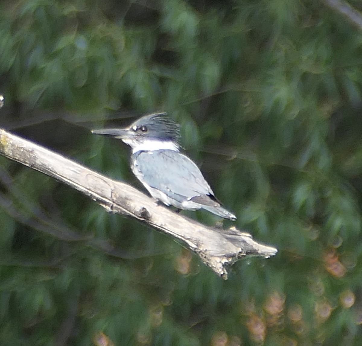 Belted Kingfisher - ML620518870