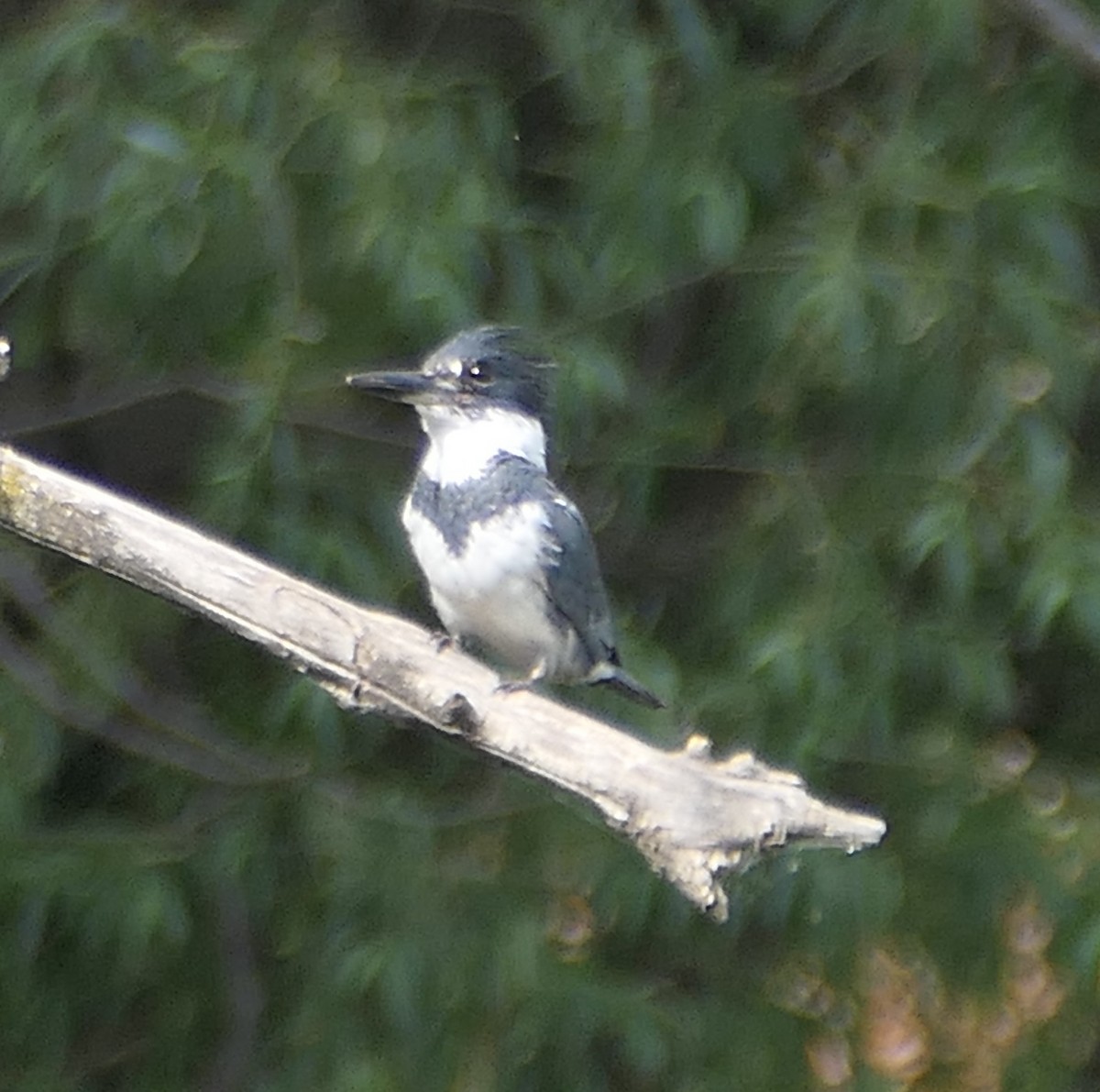 Belted Kingfisher - ML620518871