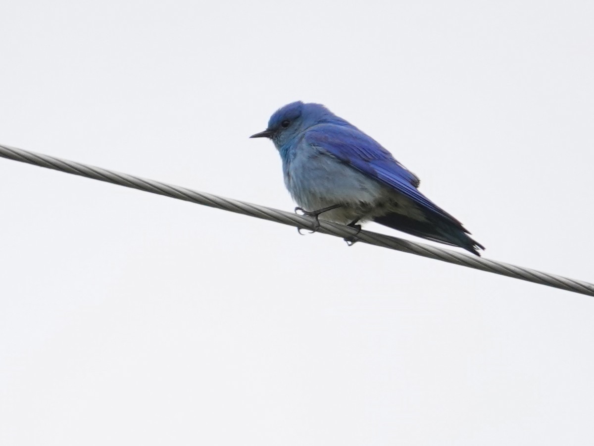 Mountain Bluebird - Liz Soria