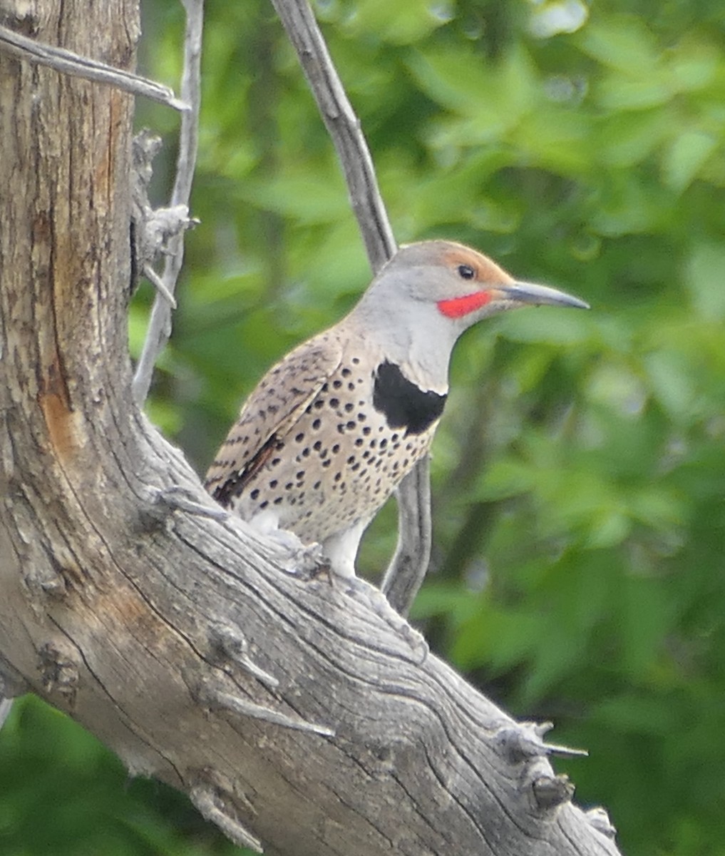 Northern Flicker - ML620518881