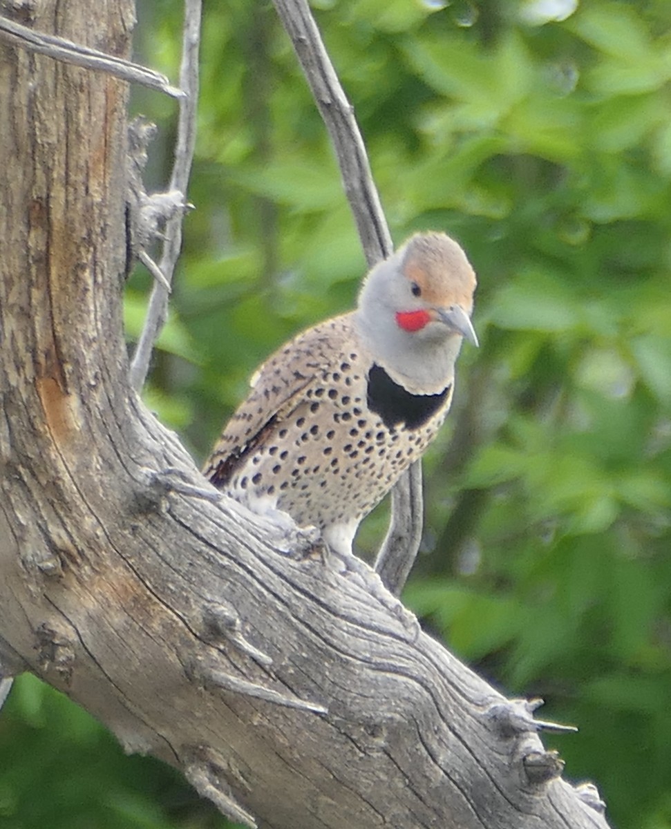 Northern Flicker - Melanie Barnett