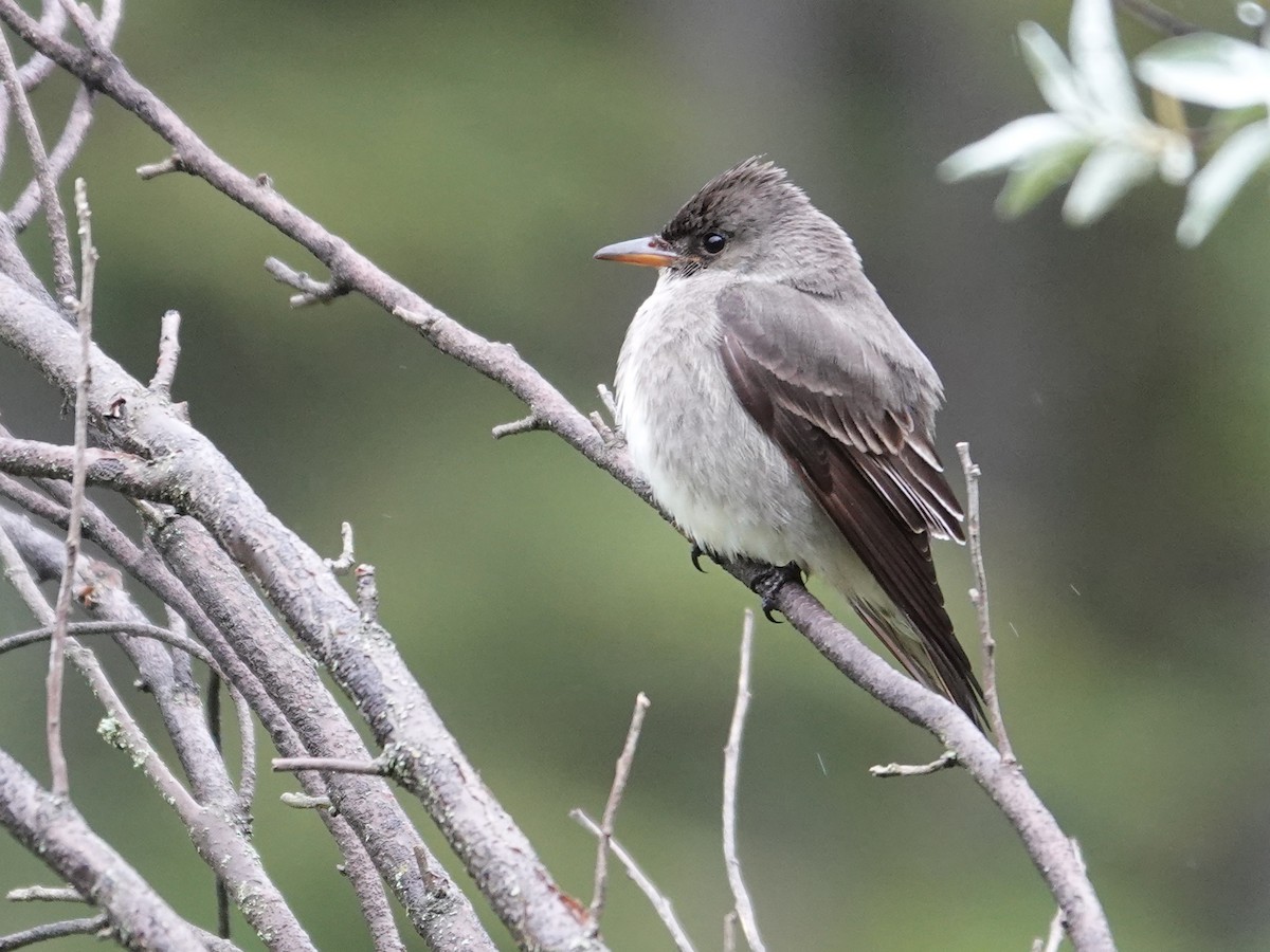 Olive-sided Flycatcher - ML620518883