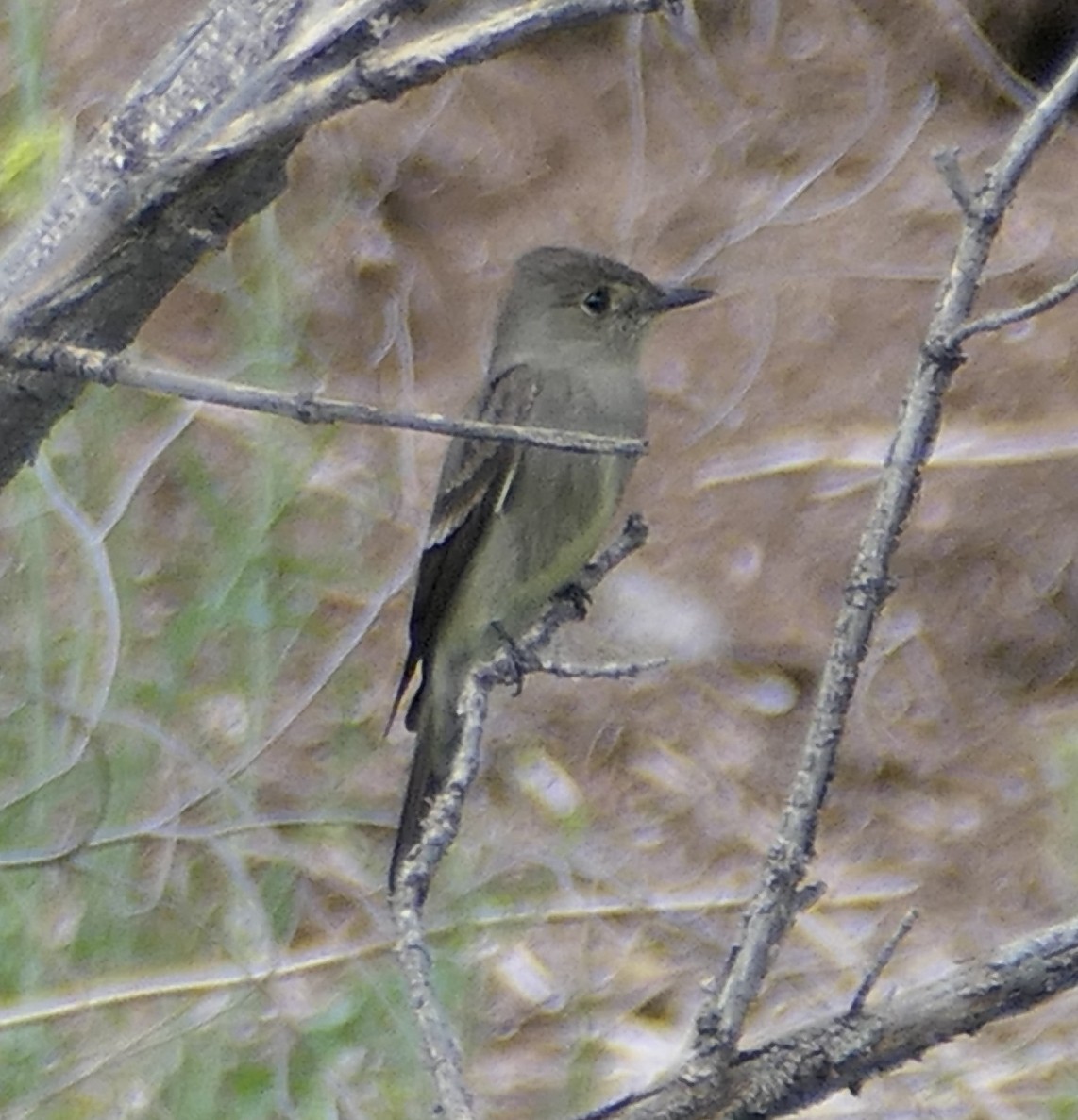 Western Wood-Pewee - ML620518889