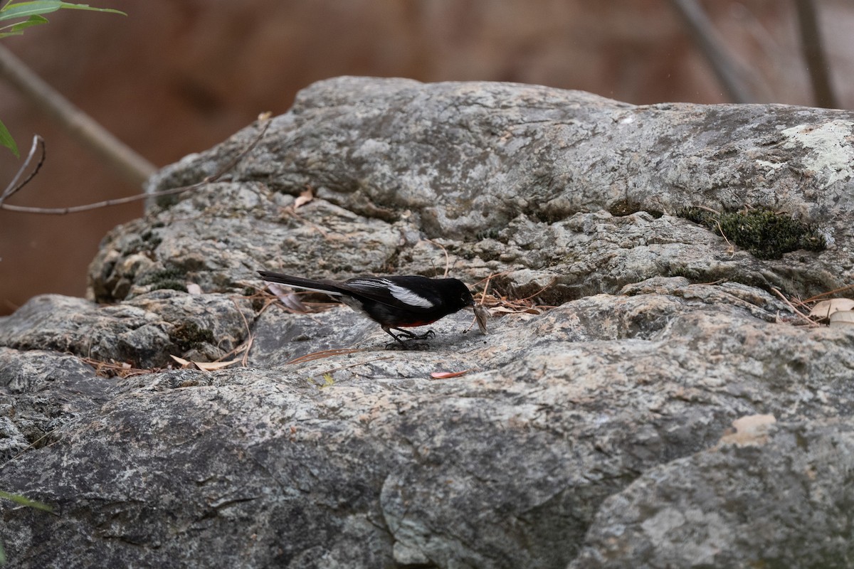 Painted Redstart - ML620518892