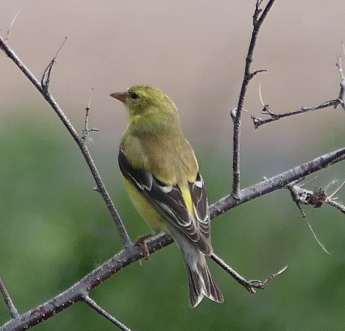 American Goldfinch - ML620518896