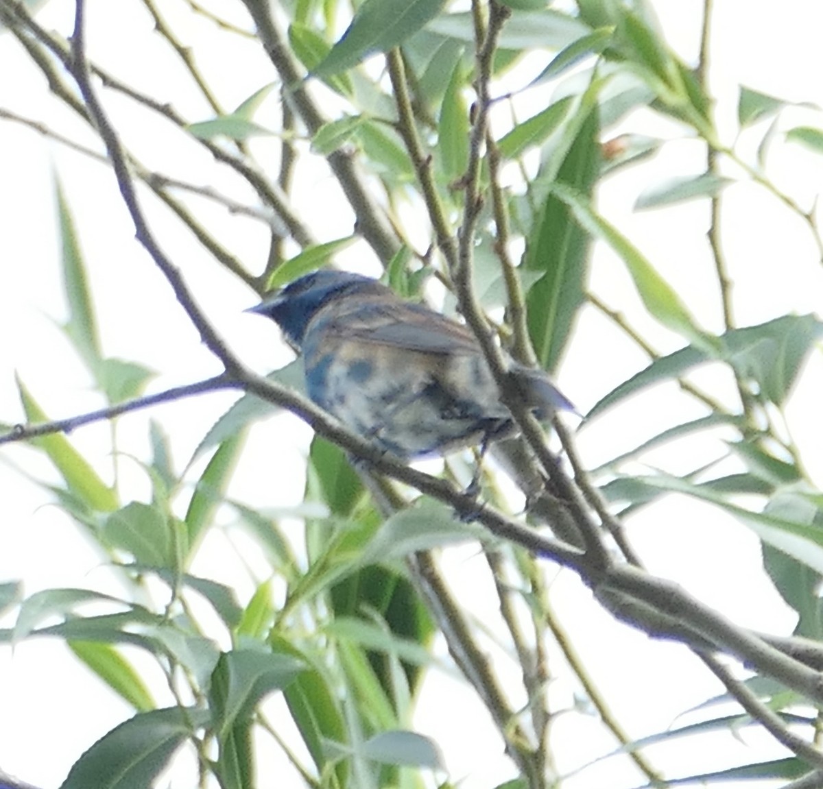 Indigo Bunting - Melanie Barnett