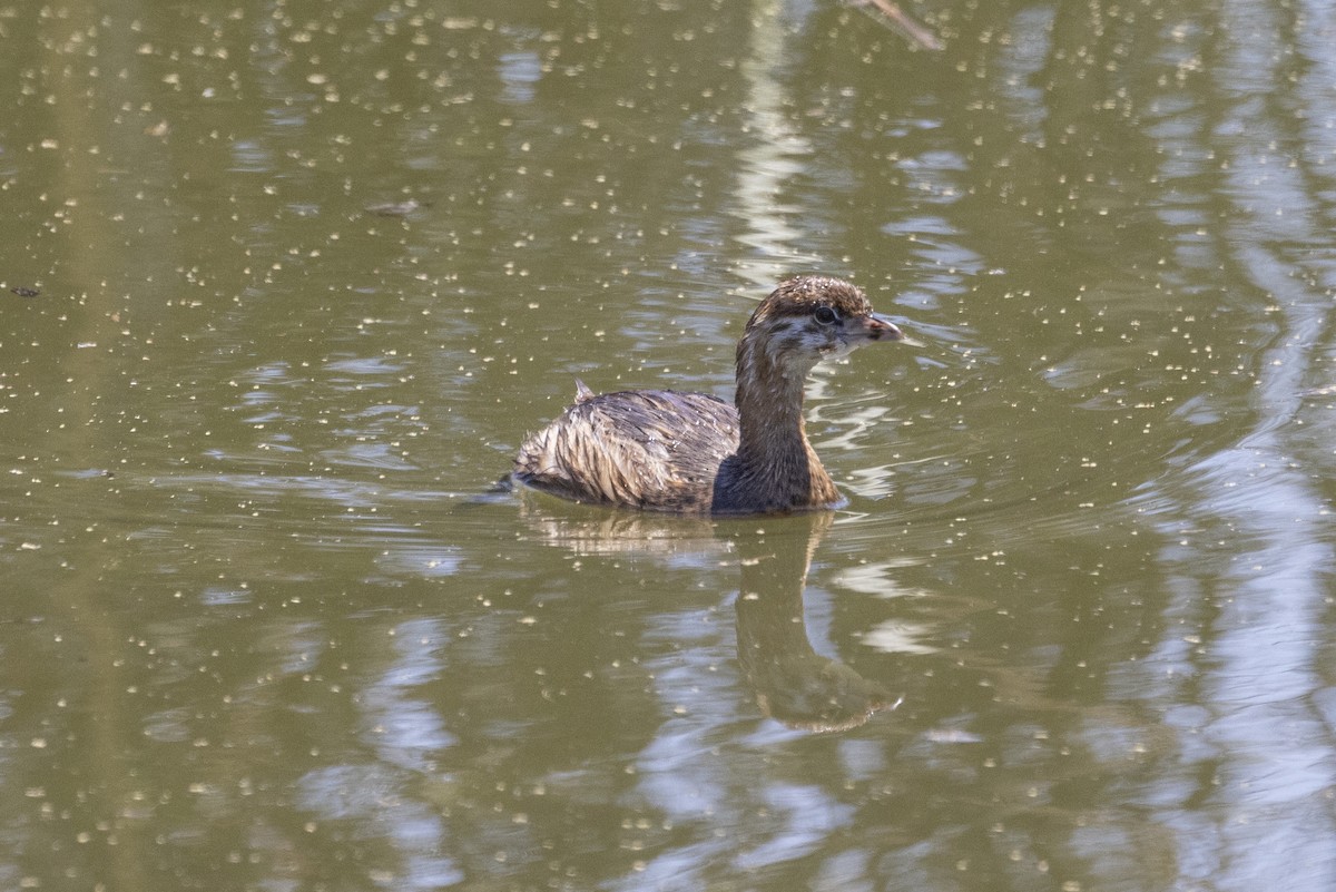 Pied-billed Grebe - ML620518904