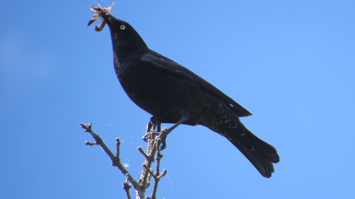 Rusty Blackbird - ML620518910