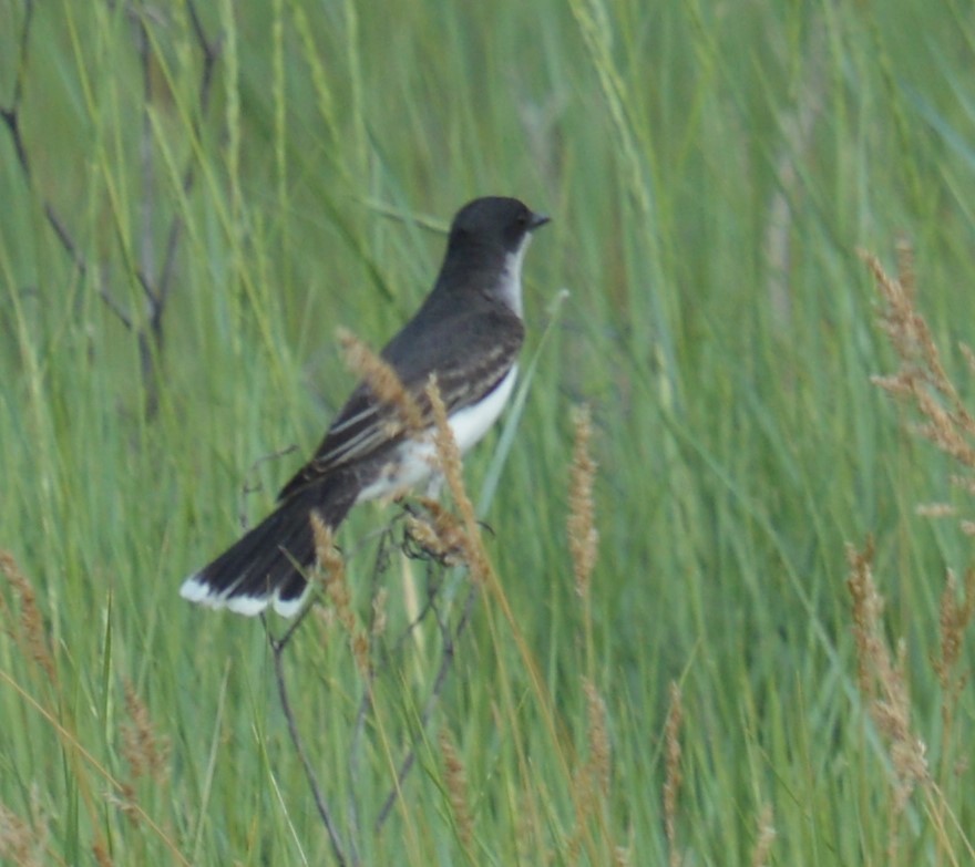 Eastern Kingbird - ML620518912