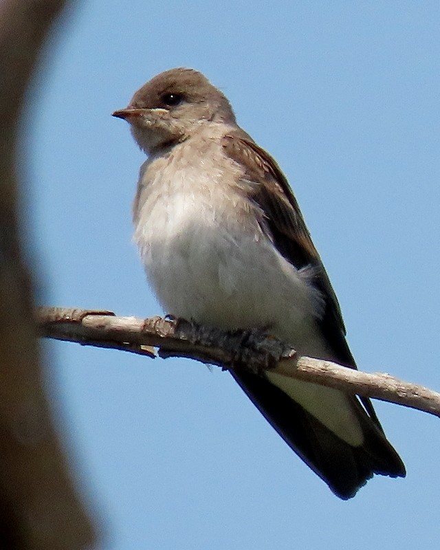 Northern Rough-winged Swallow - greg slak