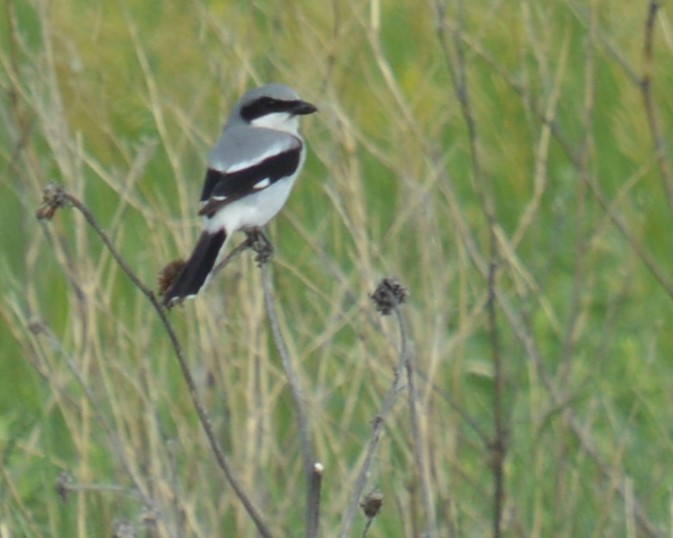 Loggerhead Shrike - ML620518921