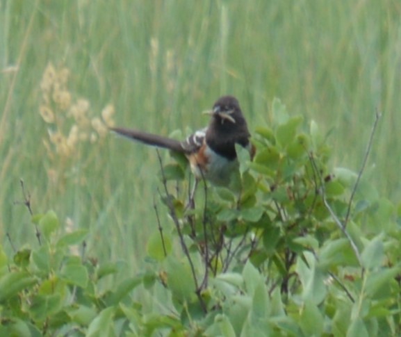 Spotted Towhee - ML620518927