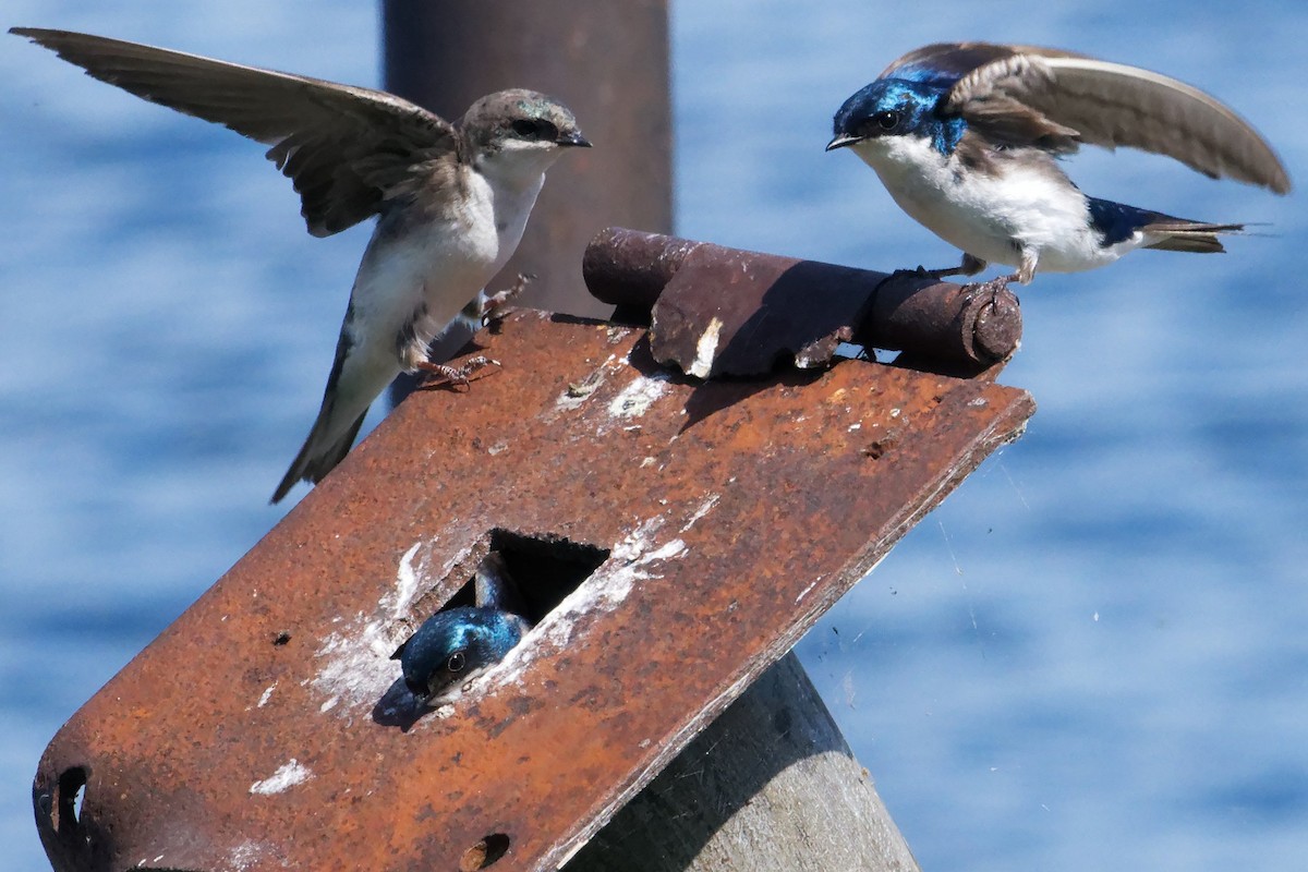 Tree Swallow - ML620518930