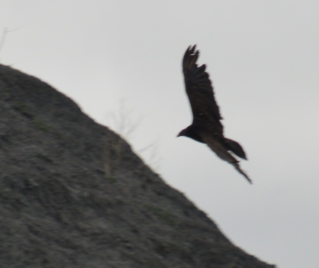 Turkey Vulture - ML620518933