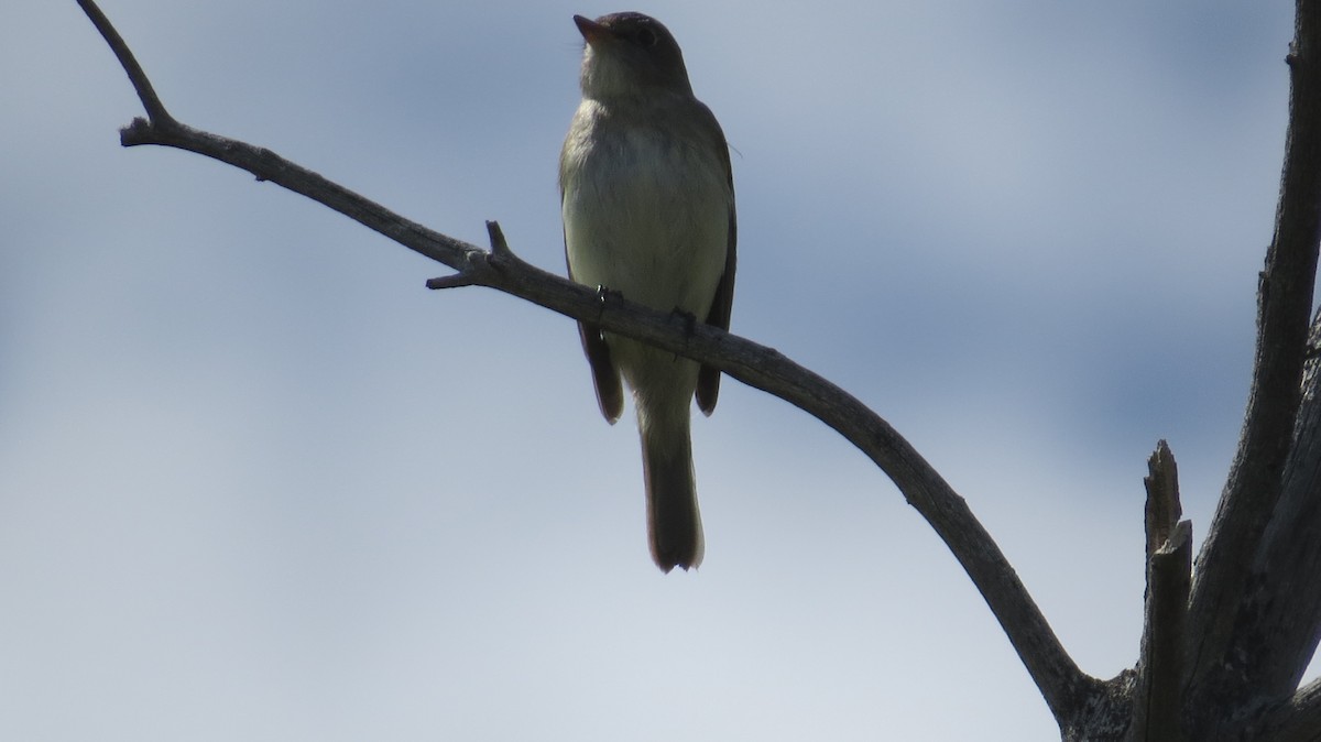 Alder Flycatcher - ML620518934