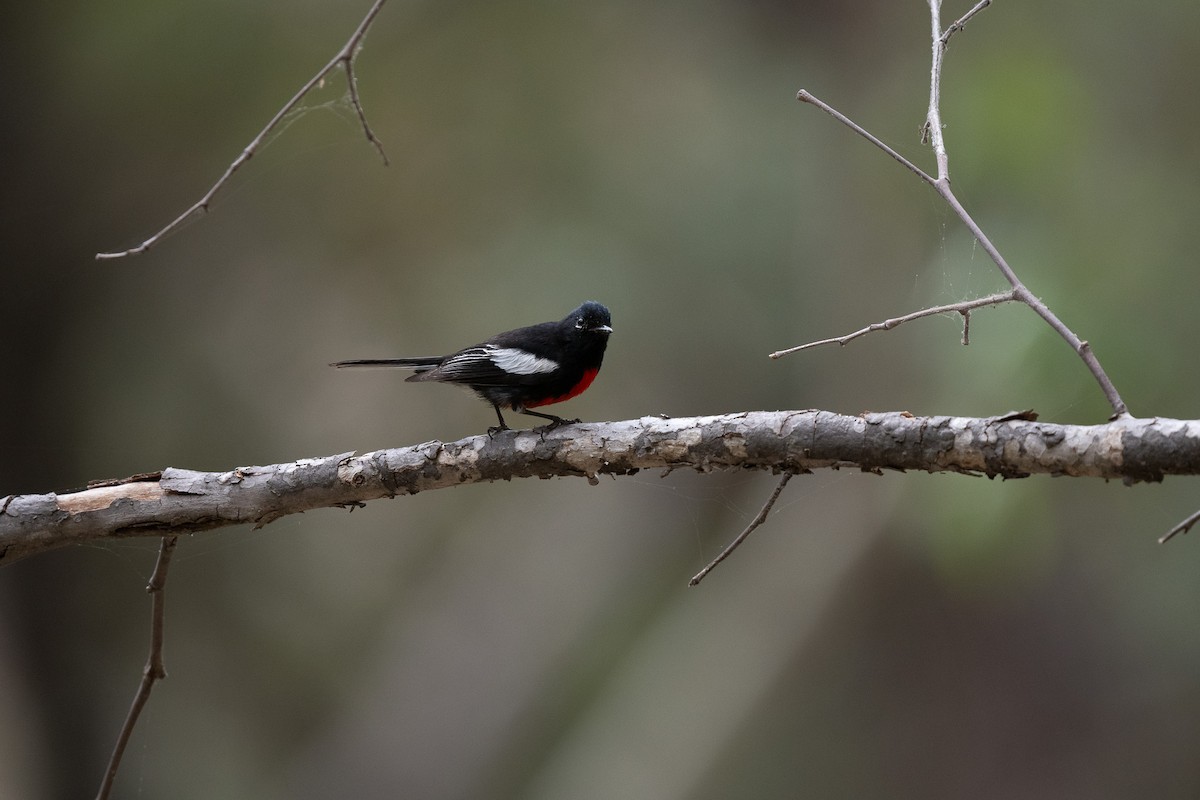 Painted Redstart - ML620518937