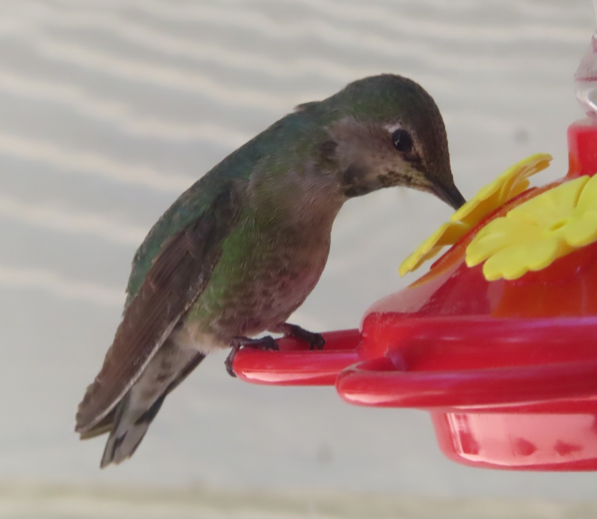 Anna's Hummingbird - ML620518939