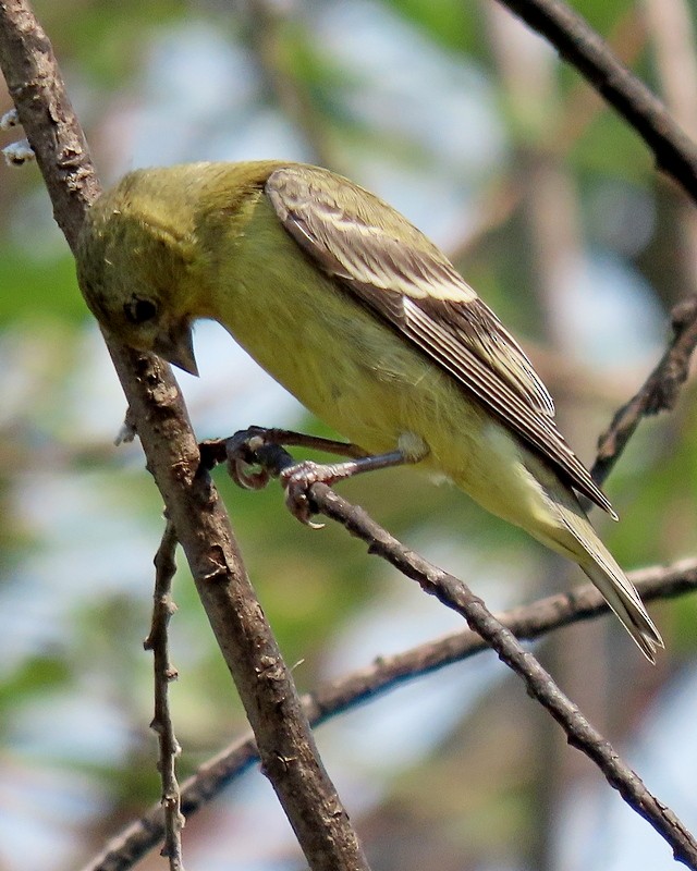 Lesser Goldfinch - ML620518949