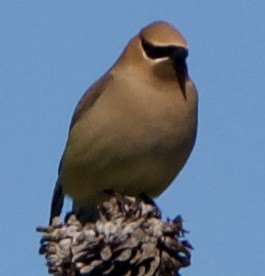 Cedar Waxwing - ML620518953