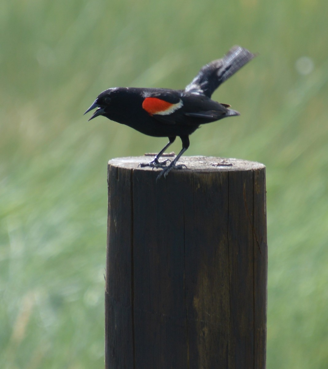 Red-winged Blackbird - ML620518956