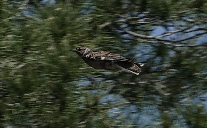 חוגת עצים - ML620518960