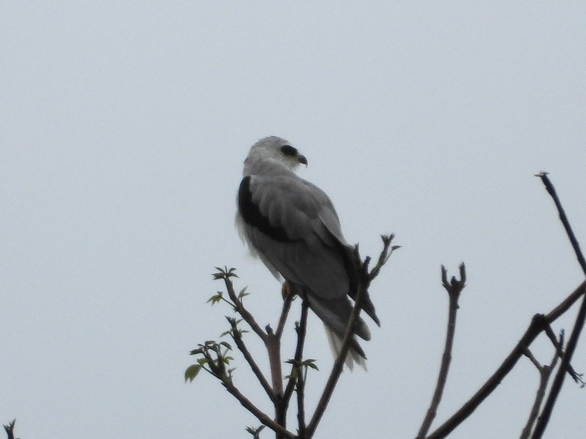 White-tailed Kite - ML620518964