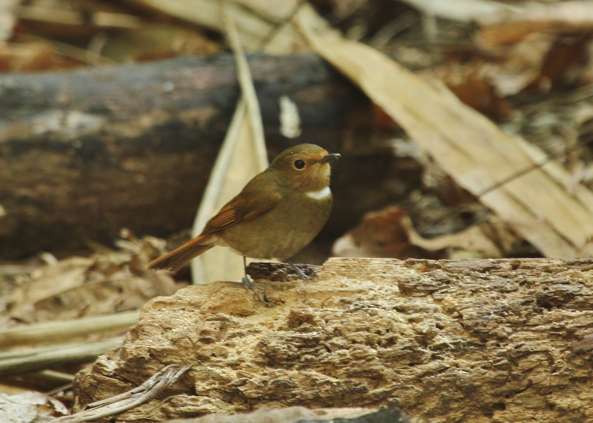 Rufous-bellied Niltava - ML620518967