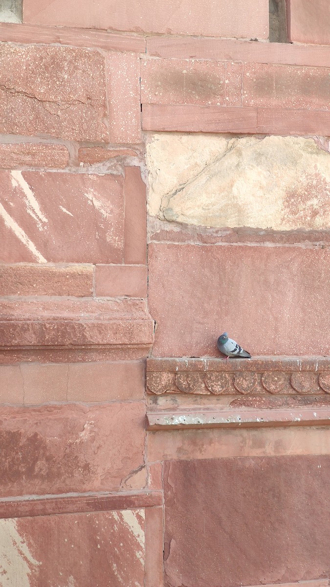 Rock Pigeon (Feral Pigeon) - ML620518971