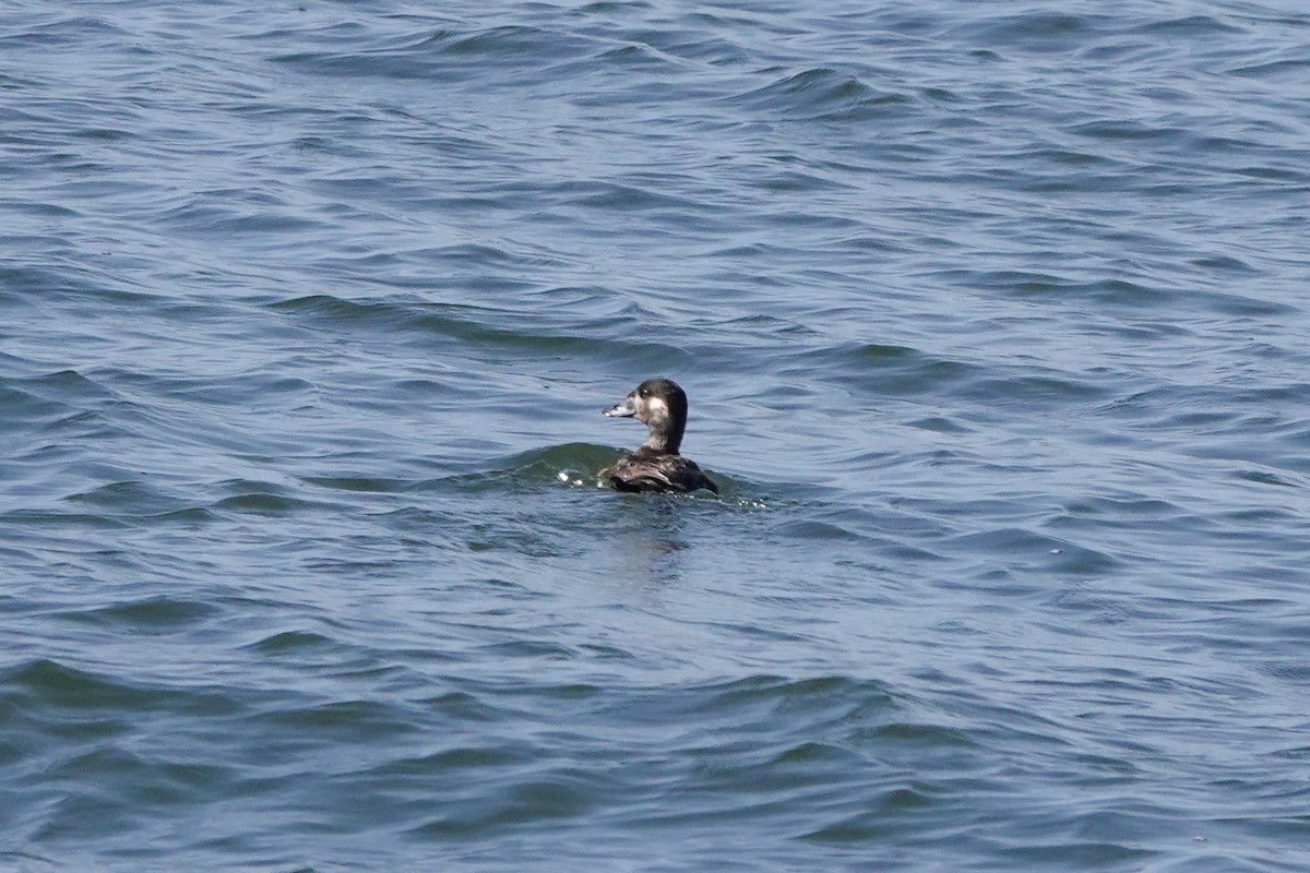 Surf Scoter - ML620518978