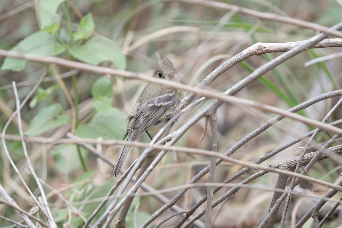 vestempid (occidentalis/hellmayri) (cordilleraempid) - ML620518982