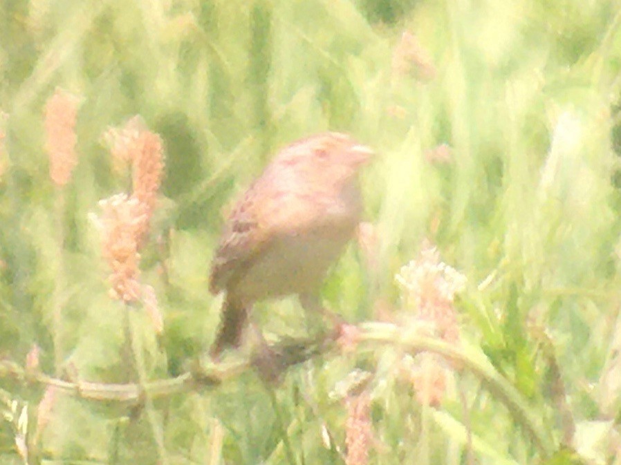 Grasshopper Sparrow - Dave Nutter