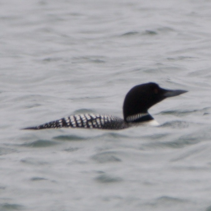 Common Loon - ML620518995