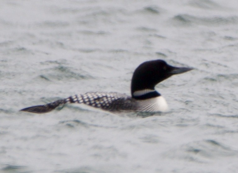 Common Loon - ML620518996