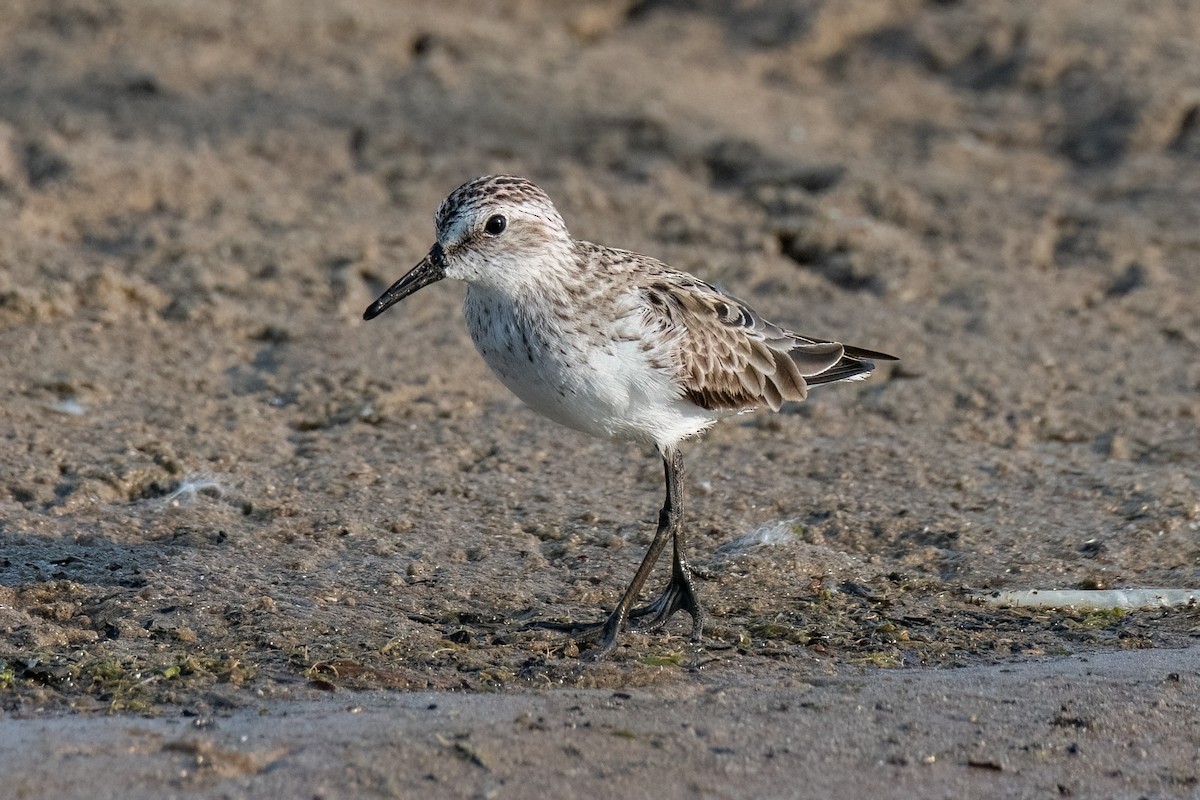 Semipalmated Sandpiper - ML620519003