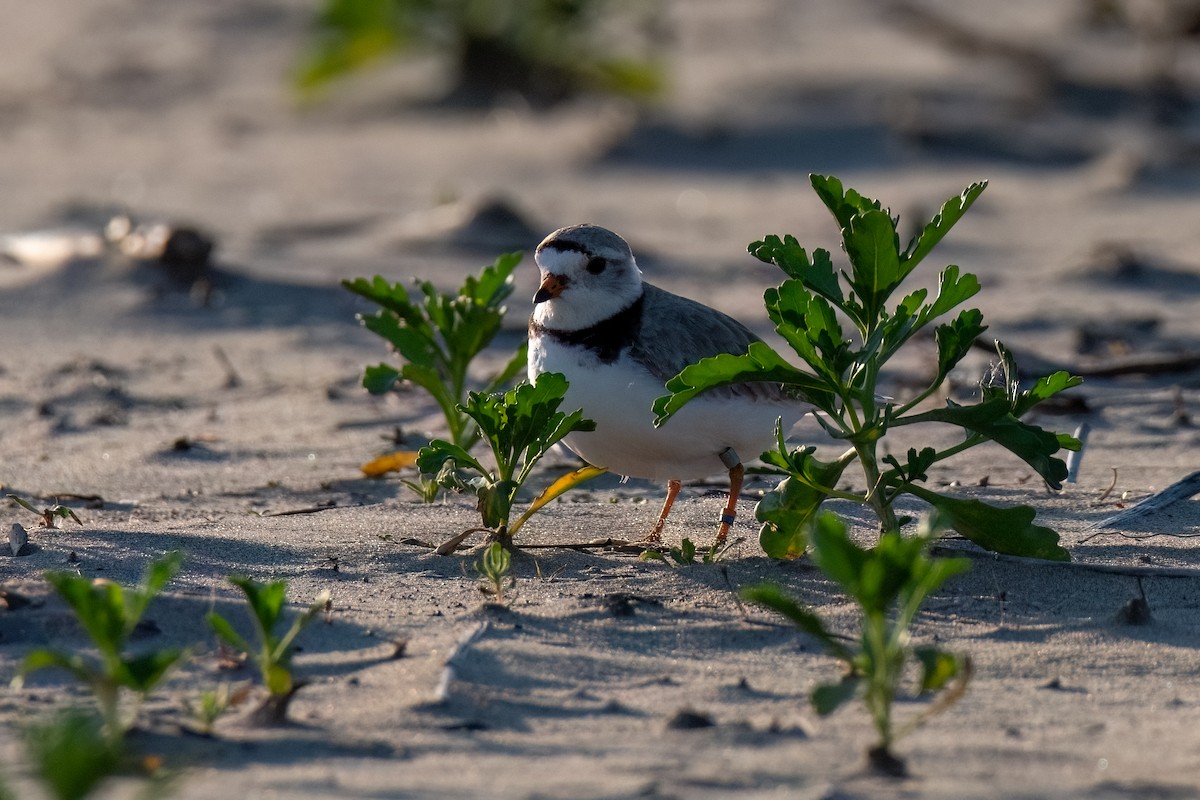 Piping Plover - ML620519012