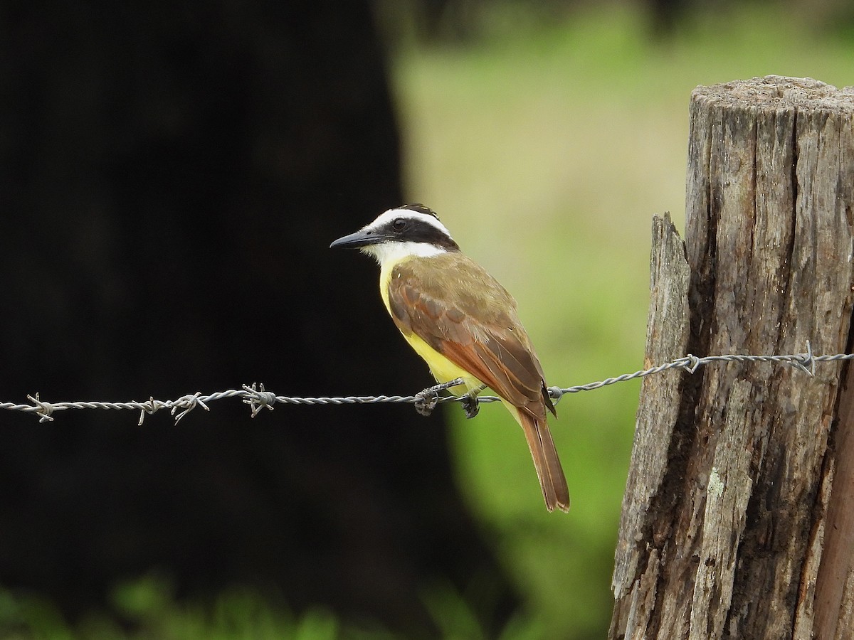 Great Kiskadee - ML620519015