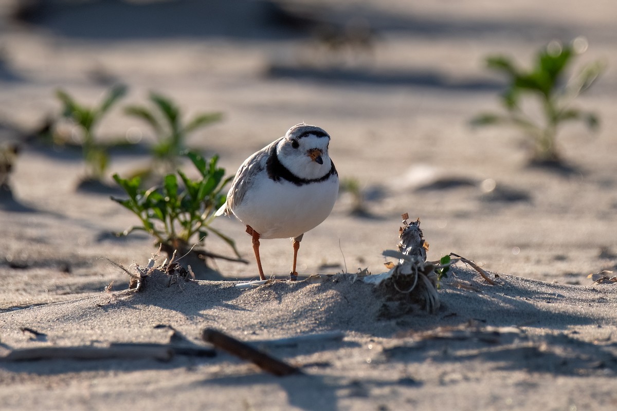 Piping Plover - ML620519017