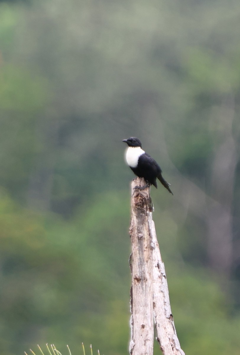 White-necked Myna (Northern) - ML620519020