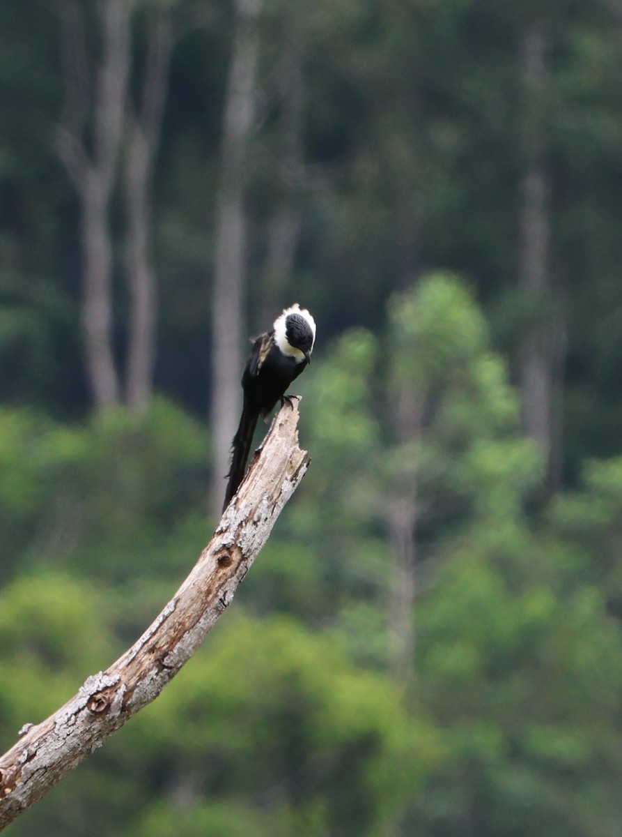 Miná Cuelliblanco (torquata) - ML620519025