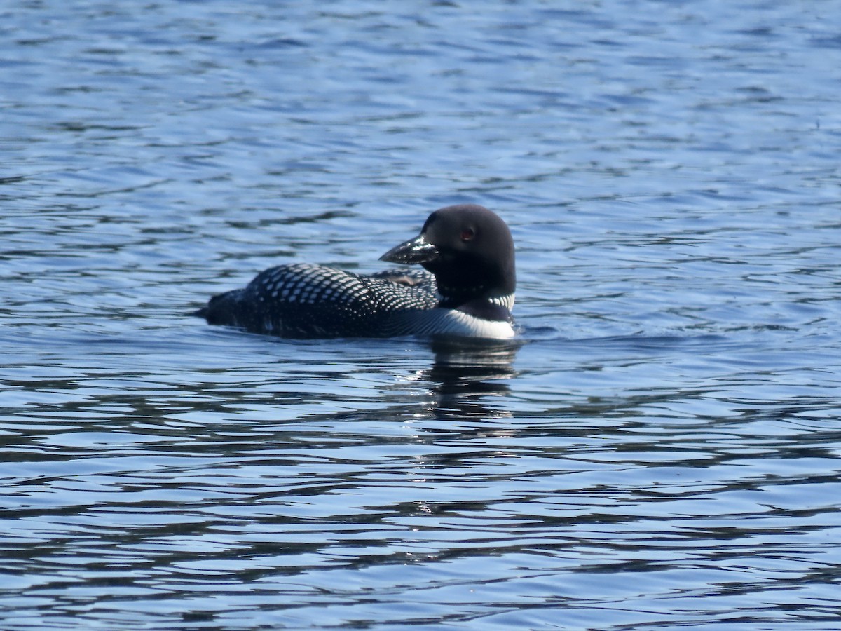 Plongeon huard - ML620519026