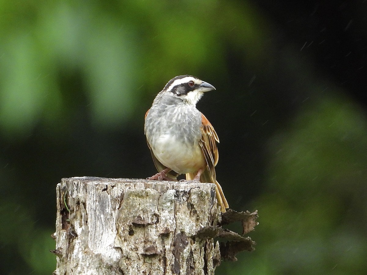 Stripe-headed Sparrow - ML620519029