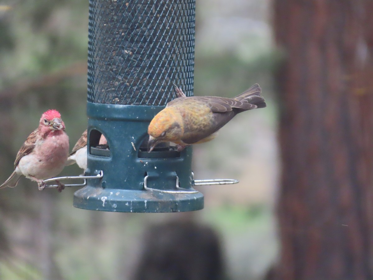 Red Crossbill - ML620519031